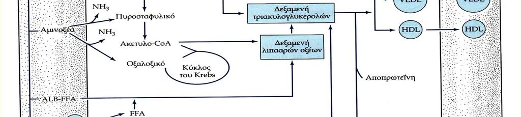 Μεταβολισμός λιπών στο