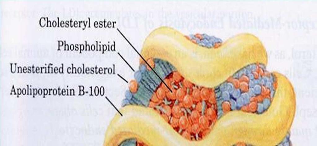 Κύριες κατηγορίες λιποπρωτεϊνών LDL (low density