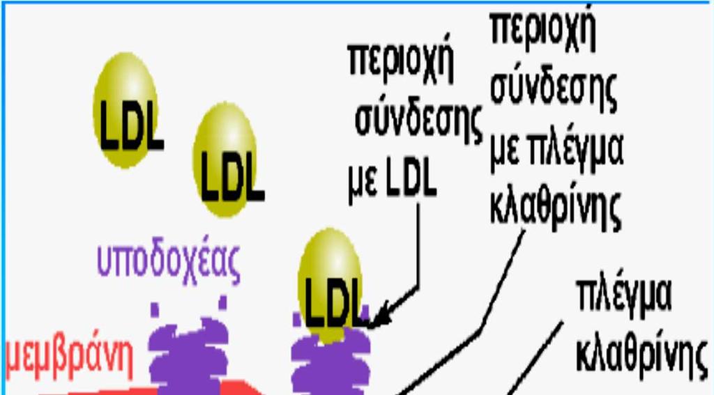 Τα κύτταρα παίρνουν χοληστερόλη για τη βιοσύνθεση μεμβρανών, ως εξής: Η LDL δεσμεύεται