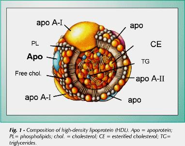 Κύριες κατηγορίες λιποπρωτεϊνών HDL (high density lipoproteins) Πυκνότητα: 1,063-1,210,