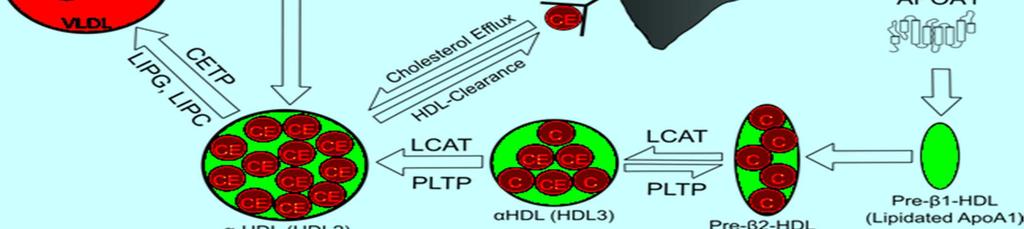 Phospholipid transfer protein PLTP Cholesteryl