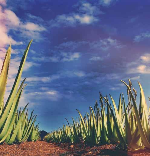 Η VERWAY διατηρεί τη δική της φυτεία αλόης στην πόλη Huelva της νότιας Ισπανίας, προκειμένου να εξασφαλίσει την υψηλότερη πρώτη ύλη των προϊόντων ανά πάσα στιγμή.