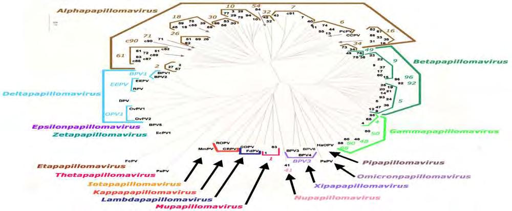 ποικιλία πτηνών και άλλων θηλαστικών (Hans-Ulrich Bernard et al. 2010, Charles E. et al., 2007, Antonson A. et al., 2006).