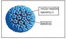 Διάφορες μελέτες έχουν αναφερθεί σε παράγοντες που σχετίζονται με την αυτορρύθμιση των ιών HPV.
