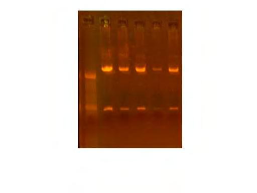 6.2 Αποτελέσματα Κλωνοποίησης Τα δείγματα που ενισχύθηκαν με PCR και με GoTaq PCR κλωνοποιήθηκαν με τη διαδικασία που περιγράφηκε σε προηγούμενη ενότητα.