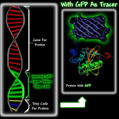 protein Fuzijski proteini z GFP (III)