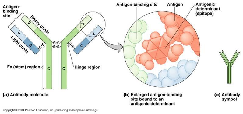 Funkcija protiteles Protitelesa specifično prepoznajo in se vežejo na določen del proteina (epitop ali