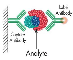 Mesto vezave z antigenom = PARATOP Eden izmed načinov detekcije je označevanje protiteles z različnimi