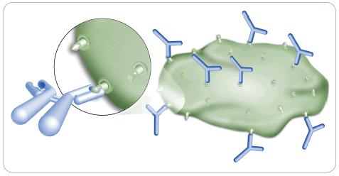 Detekcija proteinov s protitelesi (I) Detekcija proteinov s protitelesi (II) Direktna vezava