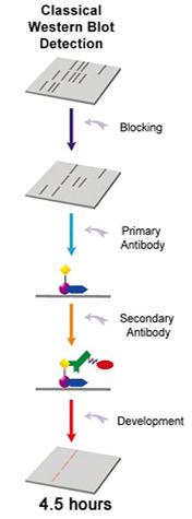 Elektroforeza na poliakrilamidnem gelu v denaturirajočih pogojih (proteini se ločijo po velikosti) Prenos western (western blot) (II) 3.