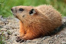 έκθεση (ΑΙΙ) Ferret Aμέσως επί δήγματος από συμπτωματικό σκύλο, γάτα,