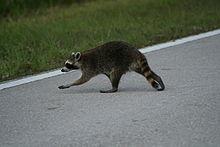 νυχτερίδα, skunk, raccoon, woodchuck πλείστα άλλα σαρκοφάγα (θεωρούνται