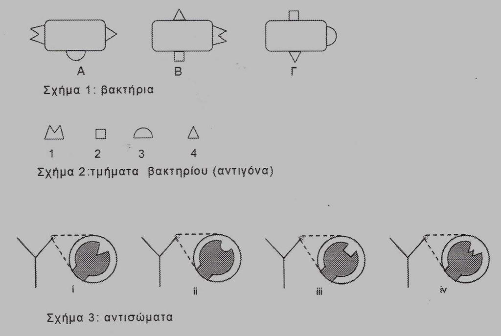 Απεικονίζονται επίσης τέσσερα διαφορετικά είδη αντισωμάτων και δίπλα στο καθένα σε μεγέθυνση μια περιοχή τους (σχήμα 3) 1.