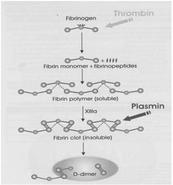 Stabilizácia fibrínu a fibrinolýza 5.3.
