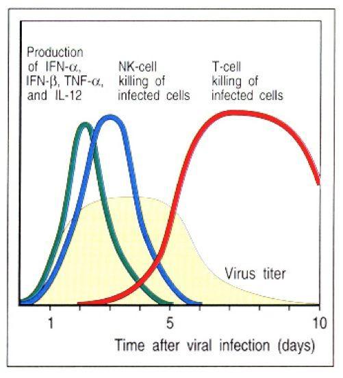 Citokini (INF-α, INF-β, TNF-α, IL-12) + celice NK = omejuje replikacijo virusov, ne morejo pa jih v celoti odpraviti do tu nas pripelje prirojeni IO.