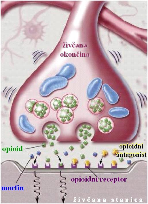 Mehanizam djelovanja opioida Opiodi su n a r k o t i c i: