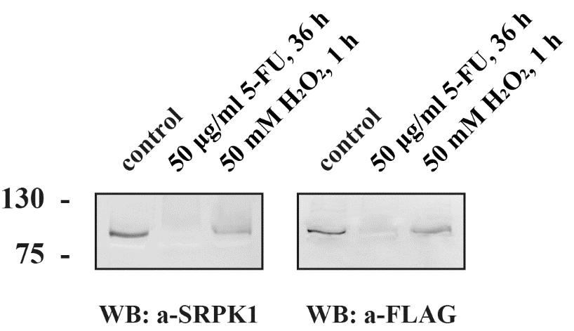 SRPK1, όπως περιγράφεται στην παράγραφο Β.2.23. Πριν ολοκληρωθούν 48 ώρες επώασης μετά την επιμόλυνση, στα κύτταρα προστέθηκαν είτε 50 μg/ml 5-FU για 36 ώρες, είτε 50 mm H2O2 για 1 ώρα.