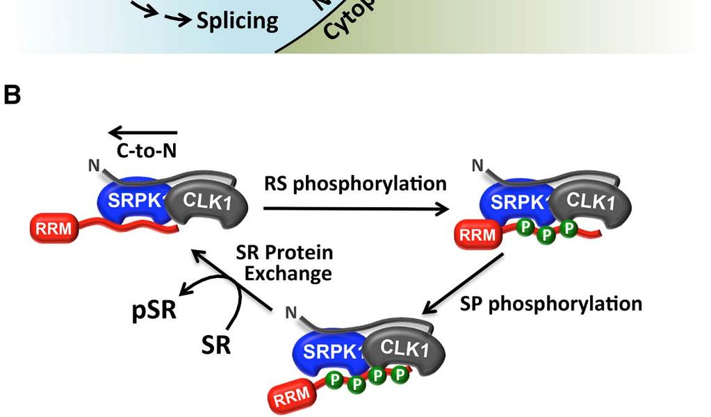 H SRPK1, μετά την είσοδό της στον πυρήνα, συγκρατείται από την CLK1 δημιουργώντας ένα σύμπλοκο SRPK1-CLK1 το οποίο βοηθάει στην απελευθέρωση των φωσφορυλιωμένων παραγόντων ματίσματος από την CLK1 και