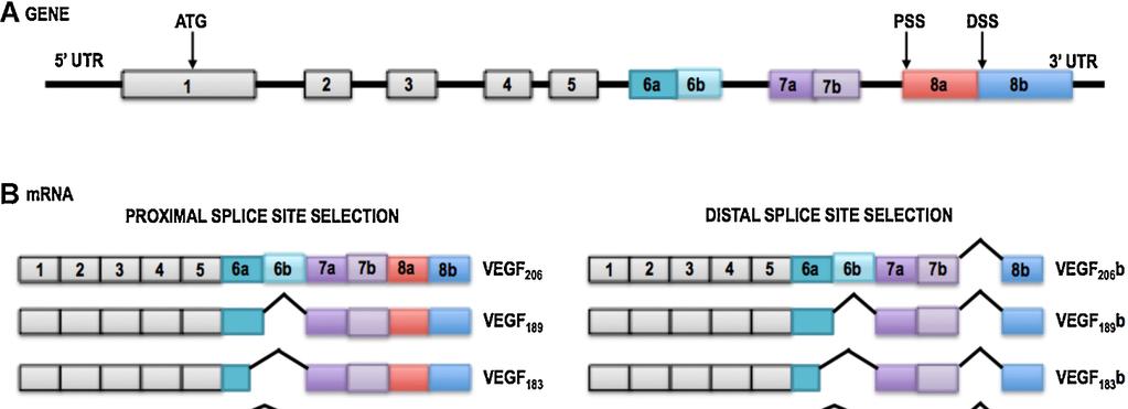 αγγειακού ενδοθηλίου (vascular endothelial growth factor-vegf) είναι ένας από τους ισχυρότερους παράγοντες της φυσιολογικής και παθολογικής αγγειογένεσης.