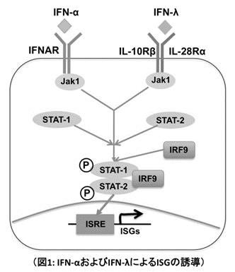 (2)IL28B SNP IFN IL28B SNP IFN IL28B SNP interferon sensitivity gene (ISG) Replicon system HCVcc