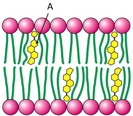 Spodnja shema prikazuje plazmalemo enega izmed tipov celic, na shemi plazmaleme pa je označena molekula. Kateri tip celice in katera organska molekula, označena s črko A, sta prikazana na shemi?