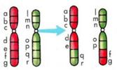 10. Na shemi so prikazane različne oblike kromosomskih mutacij. V tabeli poimenuj obliko kromosomske mutacije, ki jo prikazuje posamezna shema.