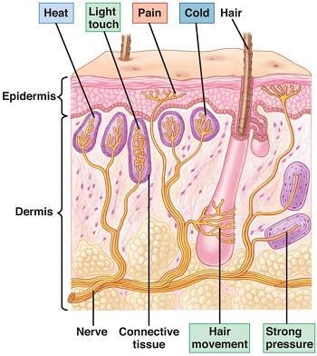 Το δέρμα είναι ένα εξαιρετικά ευαίσθητο όργανο. Διαθέτει στην επιφάνειά του περί τις 1.000.000 νευρικές απολήξεις.