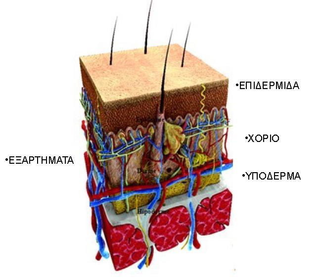 ΑΝΑΤΟΜΙΑ ΤΟΥ ΔΕΡΜΑΤΟΣ Το δέρμα αποτελείται από: Την