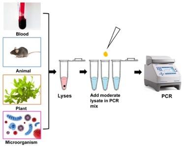 Electrophoresis: Δείγµα από το pcr-προϊόν τοποθετείται σε κατάλληλο gel αγαρόζης µεταξύ ενός ζεύγους ηλεκτροδίων.