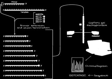 ΜΙΚΡΟΒΙΑΚΗ ΘΡΕΨΗ ΚΑΙ ΑΝΑΠΤΥΞΗ DNA Methods DNA sequencing: Τεχνική