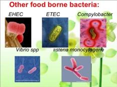 Campylobacter jejuni Εντερίτιδες, Ζωο-µεταδιδόµενο, (άγρια πτηνά), θερµοευαίσθητο, Δηµόσια+Ατοµική Υγιεινή ΜΙΚΡΟΒΙΑΚΗ ΟΙΚΟΛΟΓΙΑ Κ ΠΟΙΚΙΛΟΤΗΤΑ Clostridium perfringens Νεκρωτικές Εντερίτιδες,