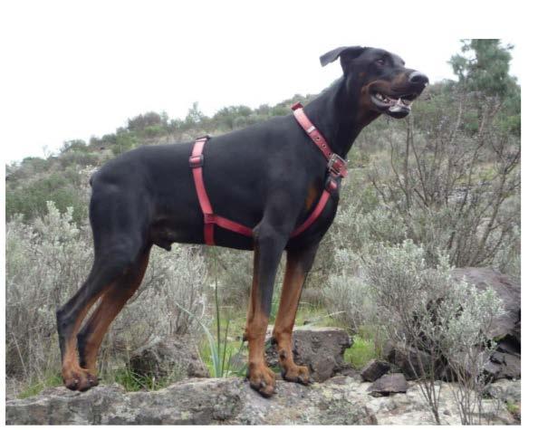 Προς Bio-Starth AG. Έχω ένα τετράχρονο Doberman, που είχε προβλήματα αλλεργίας ως κουτάβι και πολλές δυσκολίες με τα τρόφιμα, τα φυτά και πολλά άλλα πράγματα.