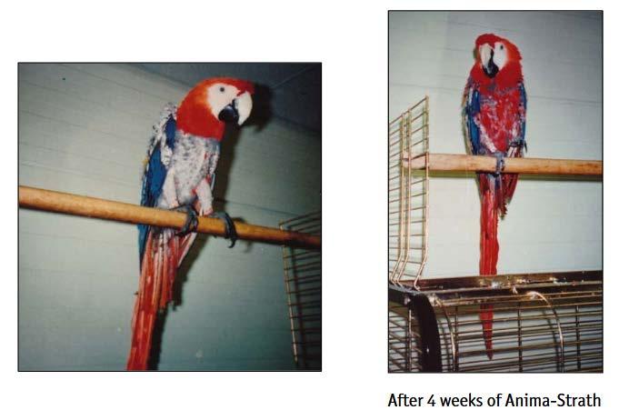 Ψιττακοειδή (Παπαγάλοι) Είδος: Παπαγάλος Macaw Ηλικία: Μωρό Όνομα του ιδιοκτήτη: Pet shop, Αγγλία Περιγραφή / Πρόβλημα: Πτερροφαγία και ψυχογεννής πτερόρροια.