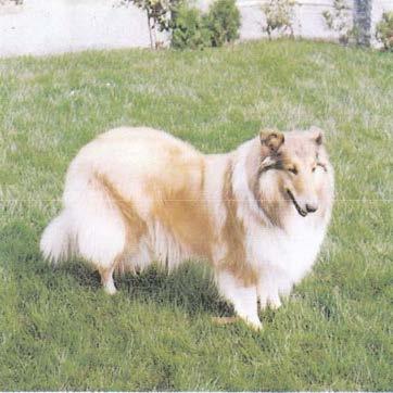 Breed :Collie Age :1 Έτους Όνομα: Anja Ιδιοκτήτης: Ms E. Sch.-B., Balgach (Switzerland) Πρόβλημα/Περιγραφή: Πρόληψη προβλημάτων.