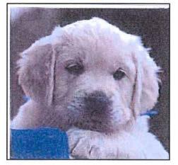 Breed Golden retriever Age: Not known Όνομα: Not known Ιδιοκτήτης: Ms J. R.