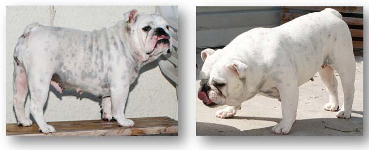 Breed : English Bulldog Age: 3 ½ Ετών θηλυκό Όνομα: Dancing Snowflake du Joli Vif Ιδιοκτήτης: Karin Dunkelmann, Bulls of Magic Moments Πρόβλημα/Περιγραφή: Πολύ λεπτό και αδύναμο τρίχωμα μετά την