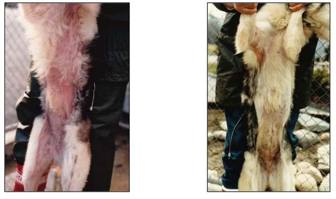 Breed: Siberian husky sled dog Age: Not known Όνομα: Nina Ιδιοκτήτης: Mr I. Sch.