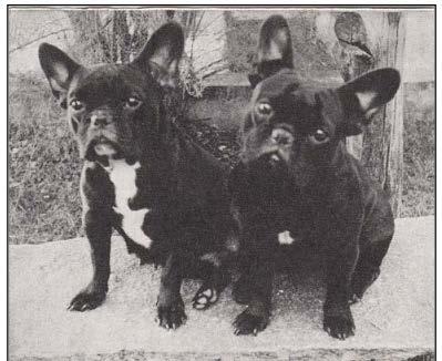 Breed: French Bulldog Age: 2 ½ Ετών Όνομα: Not known Ιδιοκτήτης: Ms E. B. Biberstein(Switzerland) Breeder of French bulldogs Περιγραφή / Πρόβλημα: Έλλειψη όρεξης και ατονία.