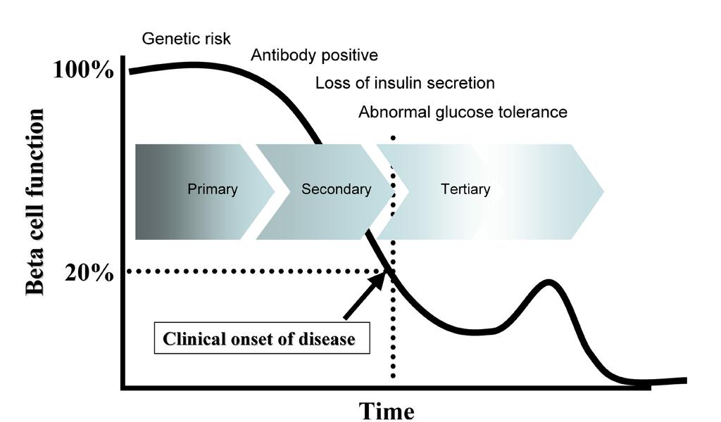 Stages of Type 1 Diabetes Prevention Time points at which intervention to prevent or delay progression towards T1DM could be possible: before the development