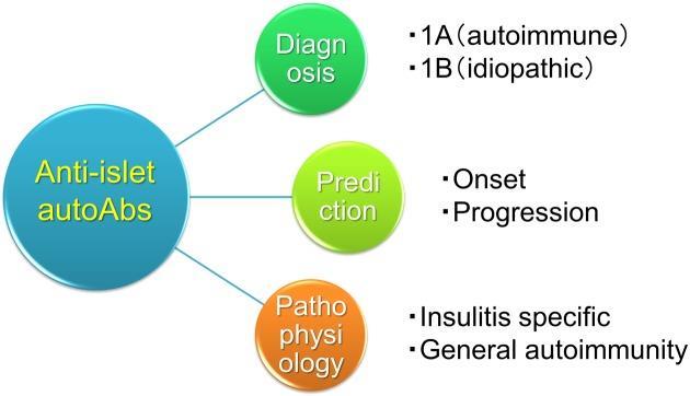 Clinical utilities of anti-islet autoantibodies in patients