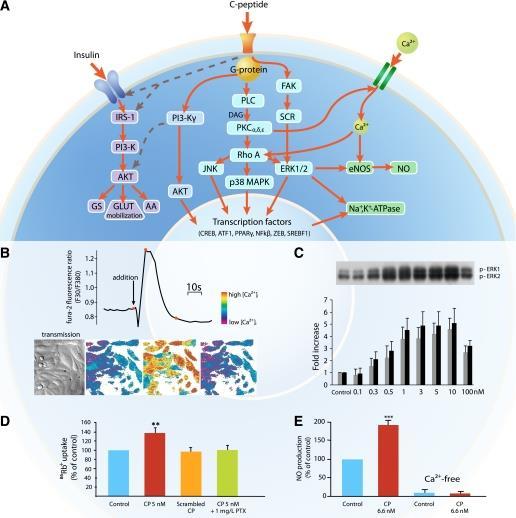 General overview of intracellular signaling by