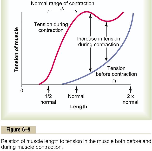 мускул во функција на должината на мускулот
