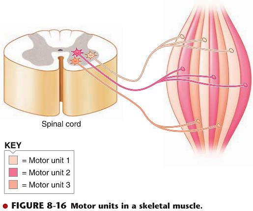 Моторна единица = Единечно моторно влакно (нервна кл.