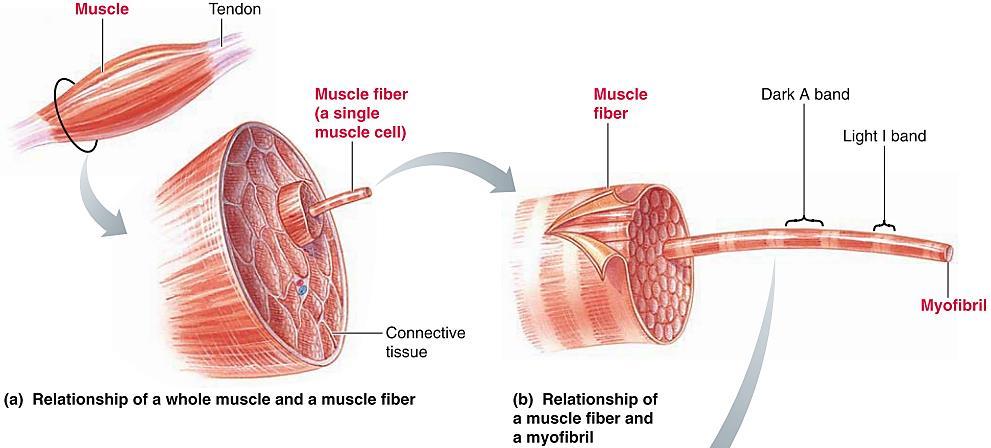 Физиолошка анатомија на скелетните мускули Фузија на миобласти = Мускулна клетка Мускулна клетка = мускулно влакно (содржи илјадници миофибрили);
