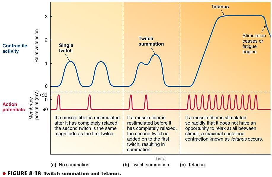 Тетанизација Секоја нова контракција се појавува пред да биде завршена претходната Фрекфенција = Сила