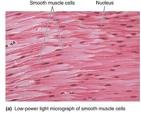 Функционална анатомија, ексцитација и контракција на мазните мускули Мазни мускулни влакна 1-5 μm