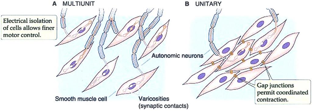 Multi-unit (од повеќе единици - мултипли ) Одделни мускулни влакна со сопствена инервација Изолирана и независна функција