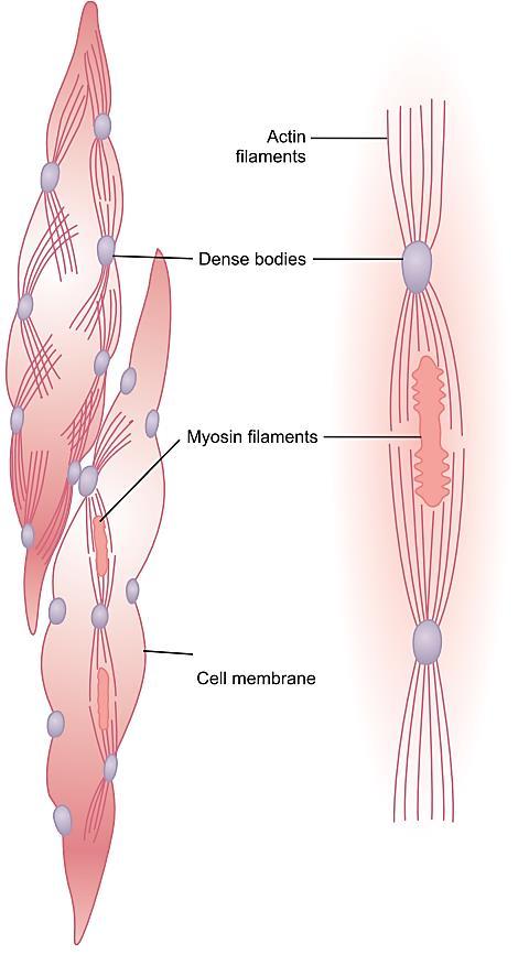 Физичка организација на мазните мускулни клетки