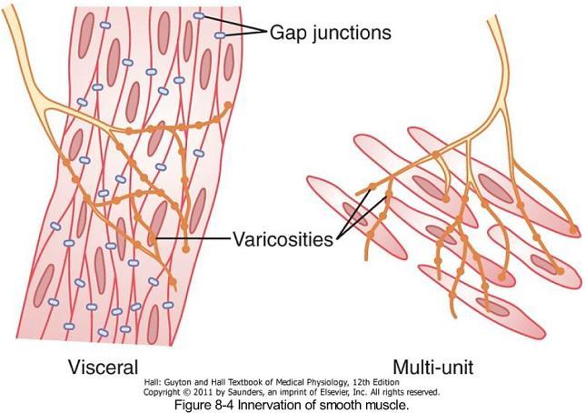 Разлики помеѓу физичките и хемиските карактеристики на контракциите на мазните и контракциите на скелетните мускули Циклус на миозинските напречни мостови Енергија потребна за одржување на