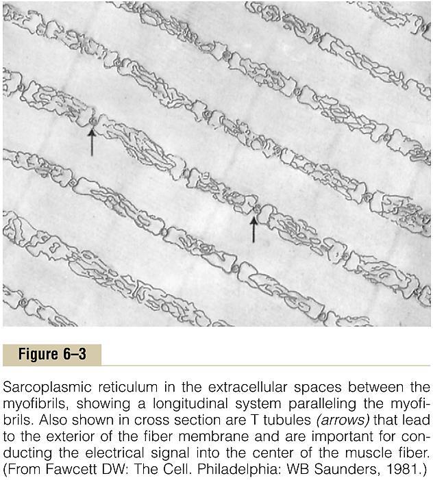 Саркоплазма и